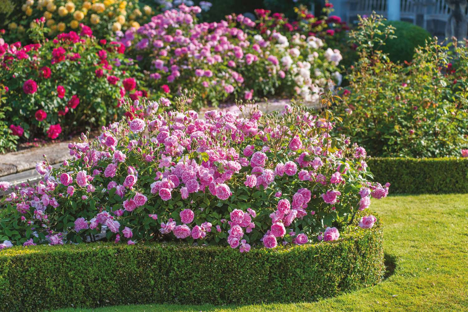 Ruusu 'Harlow Carr' (Aushouse)
